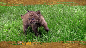 Wild Child S04E14 720p WEB h264-DiRT EZTV