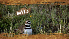 Wild Child S04E15 1080p WEB h264-DiRT EZTV