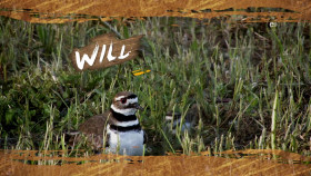 Wild Child S04E15 720p WEB h264-DiRT EZTV