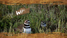 Wild Child S04E15 XviD-AFG EZTV