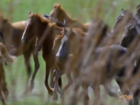 Wild Child S04E16 480p x264-mSD EZTV