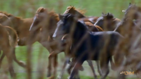 Wild Child S04E16 720p WEB h264-DiRT EZTV