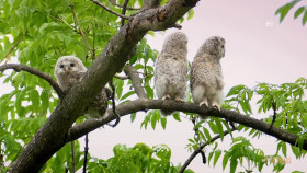 Wild Child S04E17 1080p WEB h264-DiRT EZTV