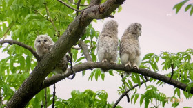 Wild Child S04E17 720p WEB h264-DiRT EZTV