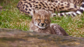 Wild Child S05E01 1080p WEB h264-DiRT EZTV