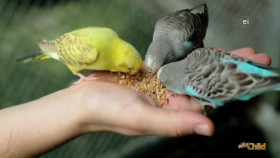 Wild Child S05E02 1080p WEB h264-DiRT EZTV