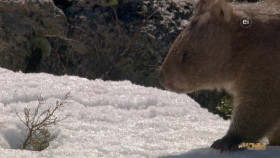 Wild Child S05E03 1080p WEB h264-DiRT EZTV