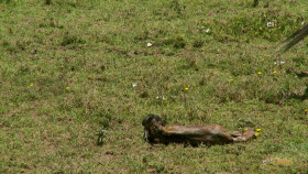 Wild Child S05E04 1080p WEB h264-DiRT EZTV