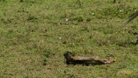 Wild Child S05E04 720p WEB h264-DiRT EZTV