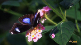 Wild Child S05E05 720p WEB h264-DiRT EZTV