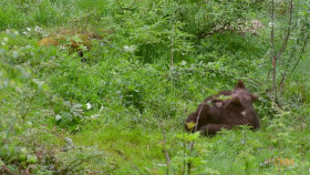 Wild Child S05E07 1080p WEB h264-DiRT EZTV