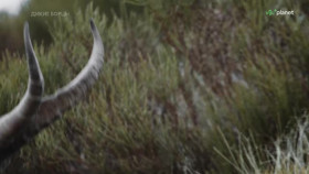 Wild Fighters S01E01 XviD-AFG EZTV