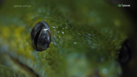 Wild Fighters S01E02 1080p HDTV H264-CBFM EZTV