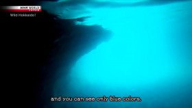 Wild Hokkaido S02E18 The Shores of Shakotan Peninsula 720p HDTV x264-DARKFLiX EZTV