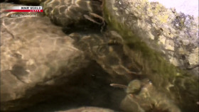 Wild Hokkaido S04E16 Clear Streams of Sapporo 1080p HDTV H264-DARKFLiX EZTV