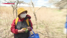 Wild Hokkaido S05E09 Wild Vegetable Picking in Shiraoi 1080p HDTV H264-DARKFLiX EZTV