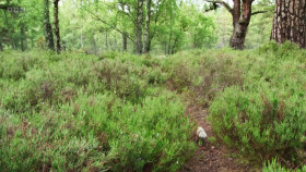 Wild Isles S01E02 Woodland 720p iP WEBRip AAC2 0 H264-NTb EZTV