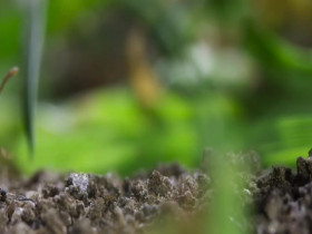 Wild Isles S01E03 480p x264-mSD EZTV