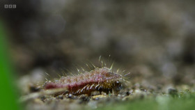 Wild Isles S01E03 Grassland 720p iP WEBRip AAC2 0 H264-NTb EZTV