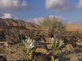 Wild Israel S01E01 The Negev Desert 480p x264-mSD EZTV