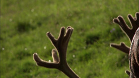 Wild Italy 2015 S01E01 1080p WEB H264-CBFM EZTV