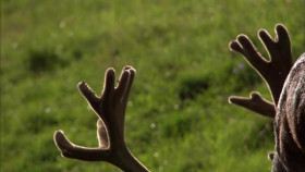 Wild Italy 2015 S01E01 XviD-AFG EZTV