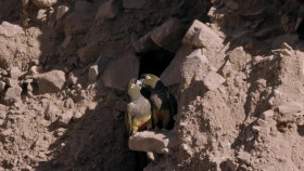 Wild Latam S01E03 1080p WEB H264-CBFM EZTV