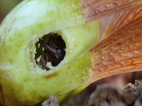 Wild Monsoon S01E01 Waiting for the Rains 480p x264-mSD EZTV