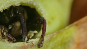 Wild Monsoon S01E01 Waiting for the Rains XviD-AFG EZTV