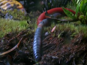 Wild Monsoon S01E04 Creatures of the Storm 480p x264-mSD EZTV
