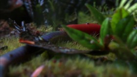Wild Monsoon S01E04 Creatures of the Storm XviD-AFG EZTV
