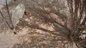 Wild Oman Wonders Of Arabia S01E01 1080p WEB H264-SKYFiRE EZTV