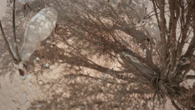 Wild Oman Wonders Of Arabia S01E01 XviD-AFG EZTV