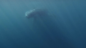 Wild Oman Wonders Of Arabia S01E02 1080p WEB H264-SKYFiRE EZTV