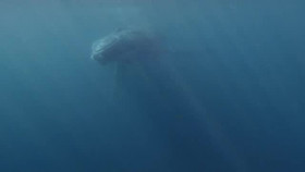 Wild Oman Wonders Of Arabia S01E02 XviD-AFG EZTV