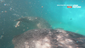 Wild Pacific Rescue S01E02 Battle To Save A Sea Lion iNTERNAL 2160p UHDTV H265-CBFM EZTV