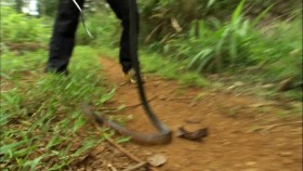 Wild Things with Dominic Monaghan S01E05 White Goliath Beetle 720p WEBRip x264-CAFFEiNE EZTV