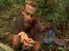 Wild Things with Dominic Monaghan S02E03 Lemur Leaf Frog 480p x264-mSD EZTV