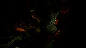 Wild Things with Dominic Monaghan S02E05 The Titan Beetle iNTERNAL WEBRip x264-CAFFEiNE EZTV