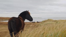Wild Wild East S01E10 Horses of St Pierre and Miquelon 720p WEB h264-CAFFEiNE EZTV