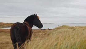 Wild Wild East S01E10 Horses of St Pierre and Miquelon WEB h264-CAFFEiNE EZTV