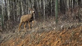 Wild Wild East S01E13 Deer WEB h264 CAFFEiNE eztv