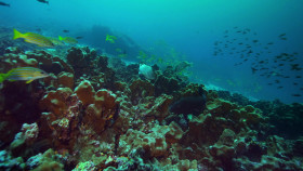 Wildest Places S02E04 Islands 1080p AMZN WEB-DL DDP2 0 H 264-NTb EZTV