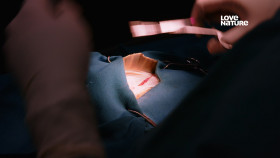 Wildlife ER S01E05 iNTERNAL 2160p UHDTV H265-CBFM EZTV