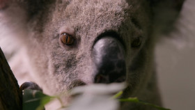 Wildlife ER S03E03 1080p WEB h264-EDITH EZTV