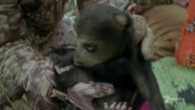 Wildlife Heroes S01E03 720p HDTV x264-CBFM EZTV