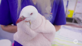 Wildlife Rescue Australia S01E01 XviD-AFG EZTV
