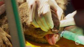 Wildlife Rescue Australia S01E04 1080p HDTV H264-CBFM EZTV