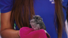 Wildlife Rescue Australia S01E07 1080p WEB h264-B2B EZTV