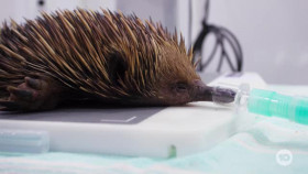 Wildlife Rescue Australia S01E08 XviD-AFG EZTV